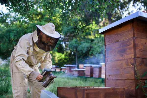 A portrait of man beekeeper working in apiary, using bee smoker.