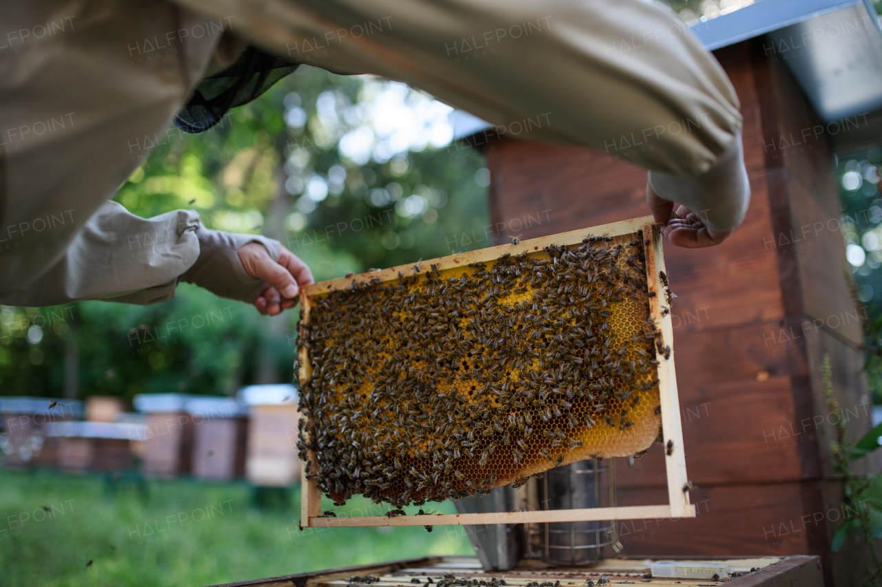 Unrecognizable man beekeeper holding honeycomb frame full of bees in apiary, working,