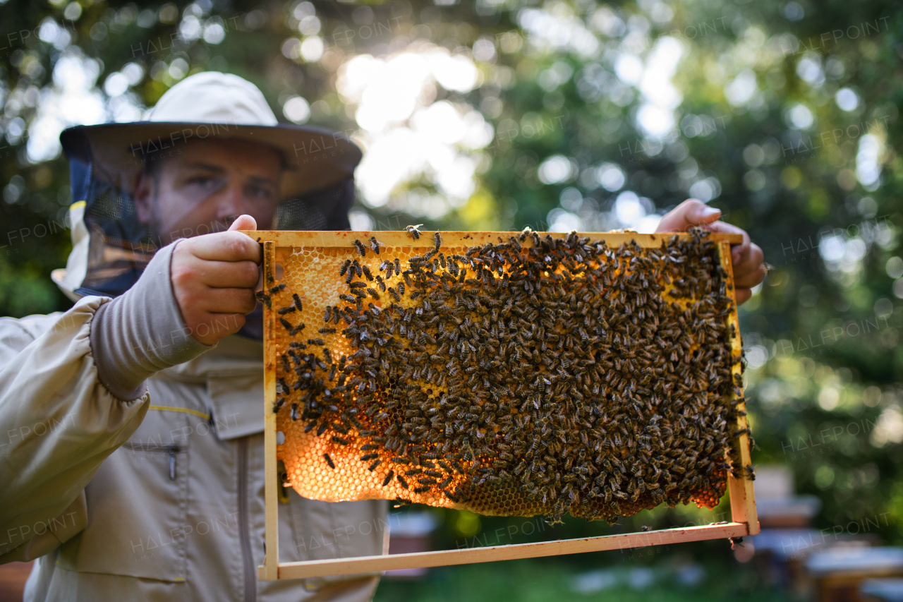 Portrait of man beekeeper holding honeycomb frame full of bees in apiary, working,