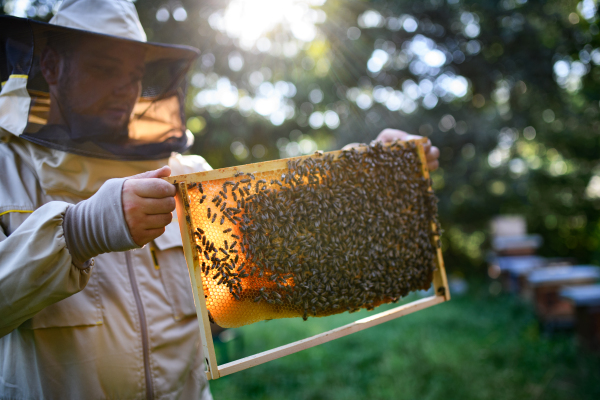 Portrait of man beekeeper holding honeycomb frame full of bees in apiary, working,