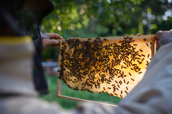 Unrecognizable man beekeeper holding honeycomb frame full of bees in apiary, working,