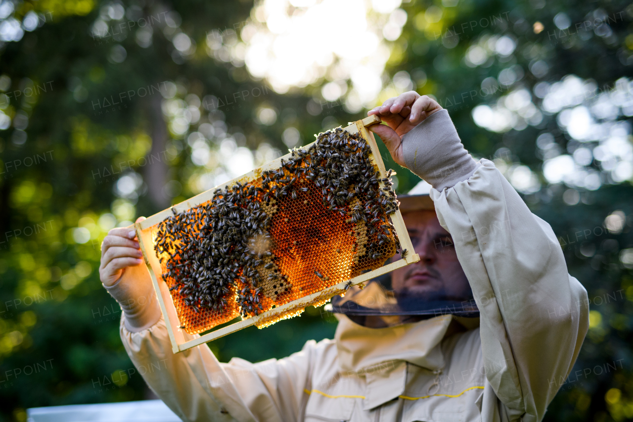 Portrait of man beekeeper holding honeycomb frame full of bees in apiary, working,