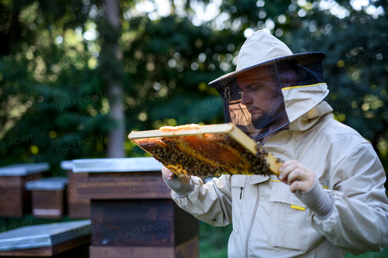 Portrait of man beekeeper holding honeycomb frame full of bees in apiary, working,