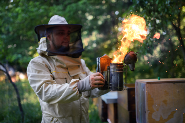 Front view portrait of man beekeeper working in apiary, using bee smoker.