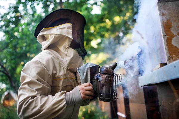 A portrait of man beekeeper working in apiary, using bee smoker.