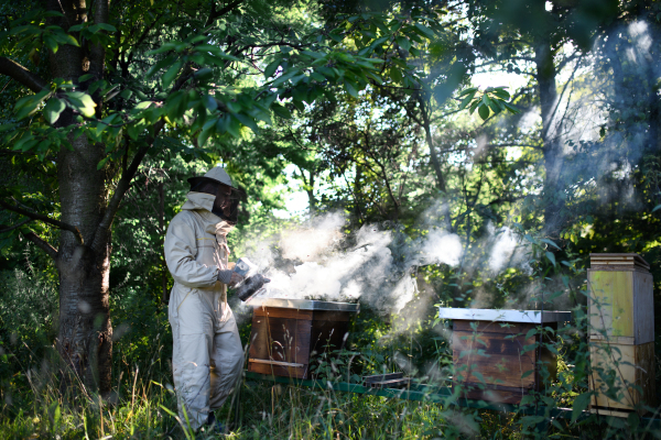 A portrait of man beekeeper working in apiary, using bee smoker.