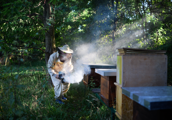 A portrait of man beekeeper working in apiary, using bee smoker.