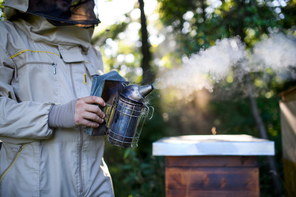 Unrecognizable young beekeeper working in apiary, using bee smoker.