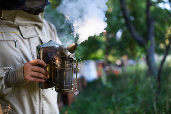 Unrecognizable young beekeeper working in apiary, using bee smoker.