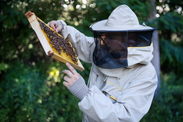 Portrait of man beekeeper holding honeycomb frame full of bees in apiary, working,