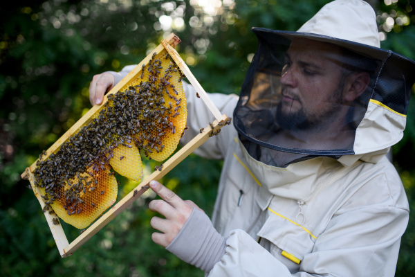 Portrait of man beekeeper holding honeycomb frame full of bees in apiary, working.