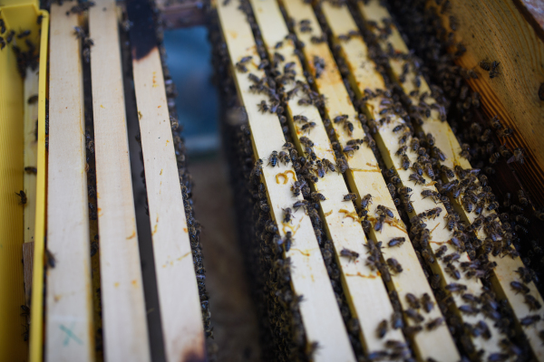 Top view of honeycomb frames with bees in the hive.