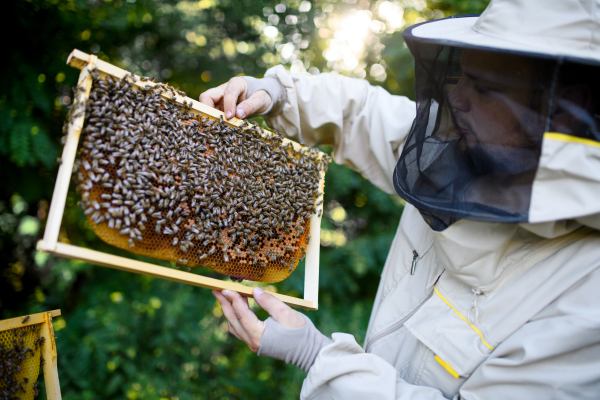 Portrait of man beekeeper holding honeycomb frame full of bees in apiary, working.