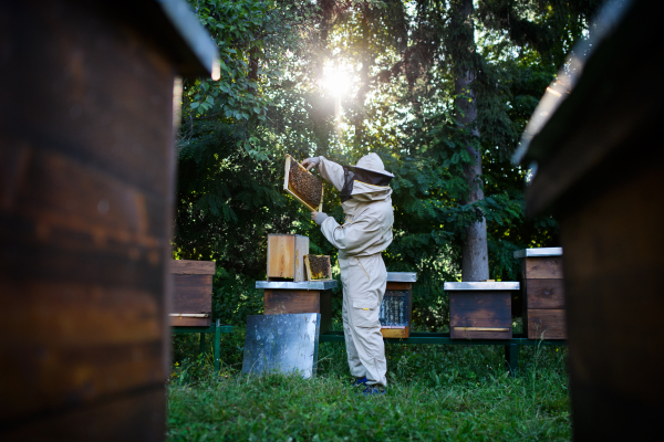 A portrait of man beekeeper working in apiary, using bee smoker.