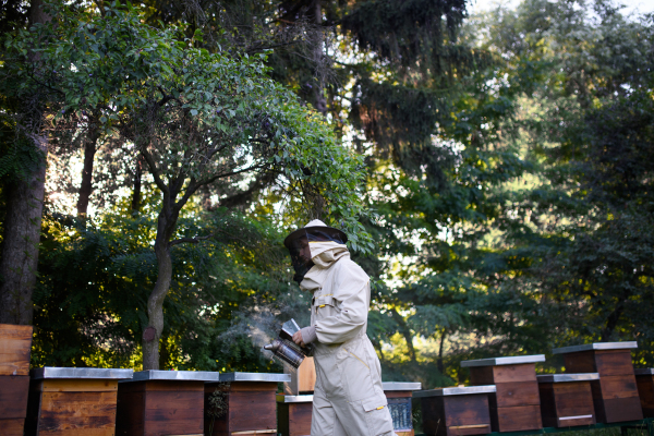 A portrait of man beekeeper working in apiary, using bee smoker.