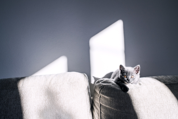 A cute small kitten sitting inside on a sofa.