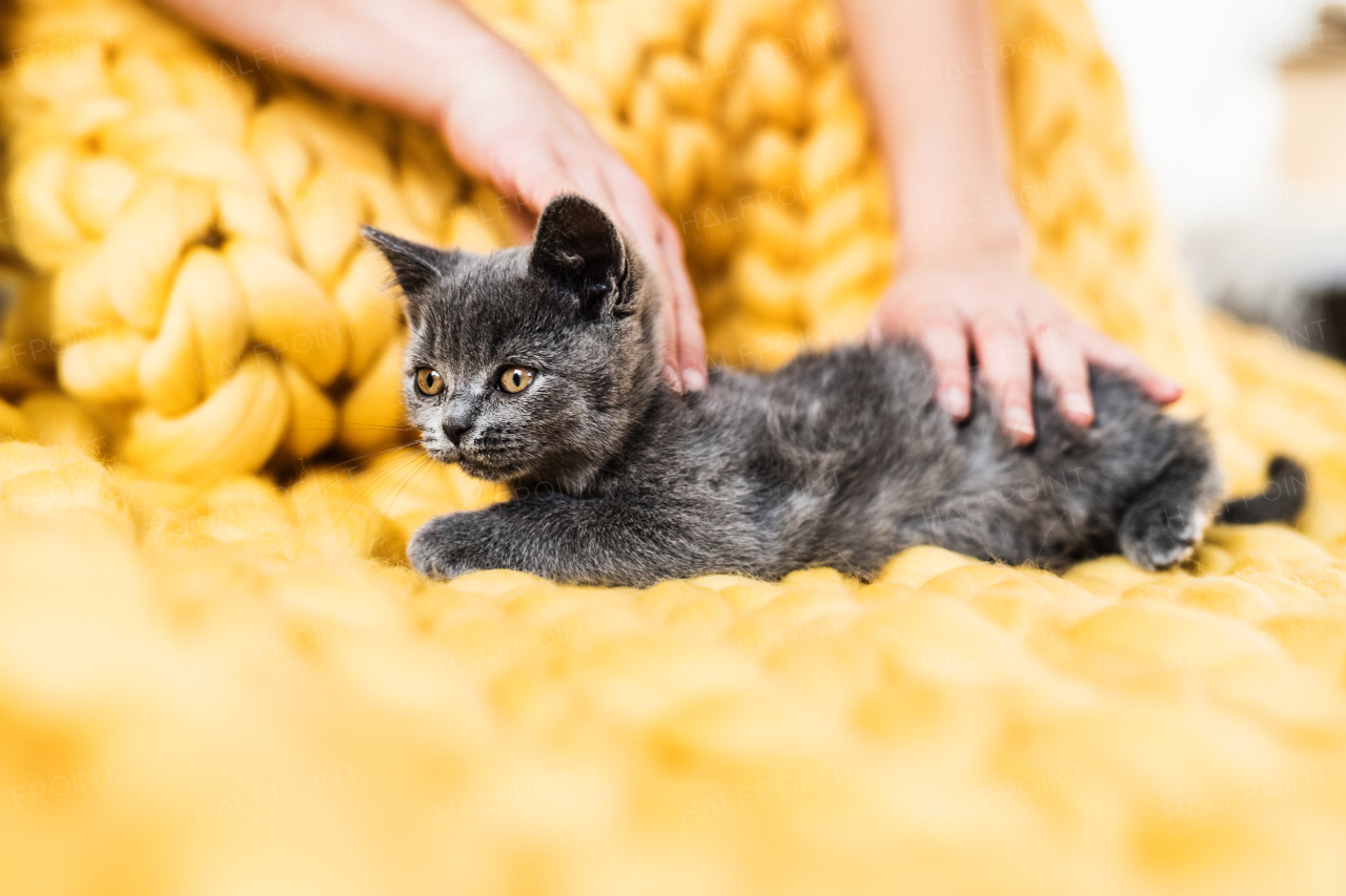 Small business of a young woman. Unrecognizable young woman with a kitten hand-knitting a woollen blanket.