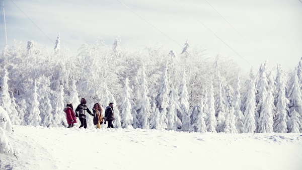 A group of young cheerful friends on a walk outdoors in snow in winter forest, talking. Slow motion.