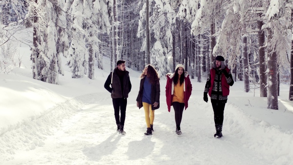 A group of young cheerful friends on a walk outdoors in snow in winter forest, talking.