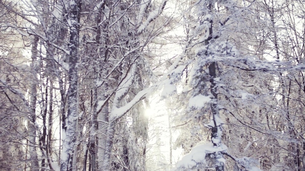 Snow-covered coniferous trees in forest in winter. Slow motion.