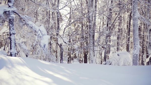 Snow-covered coniferous trees in forest in winter. Slow motion.