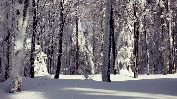 Snow-covered coniferous trees in forest in winter. Slow motion.