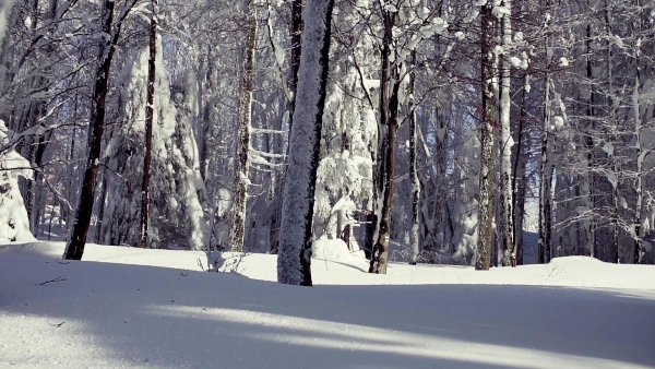 Snow-covered coniferous trees in forest in winter. Slow motion.