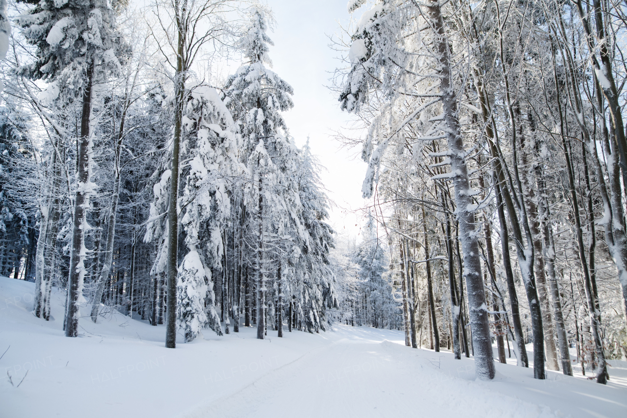 Snow-covered coniferous trees and road in forest in winter.