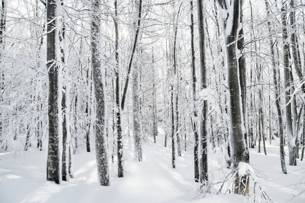 Snow-covered trees in forest in winter. A copy space.