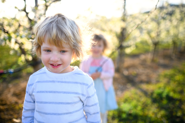 Front view of happy two small children standing outdoors in orchard in spring.