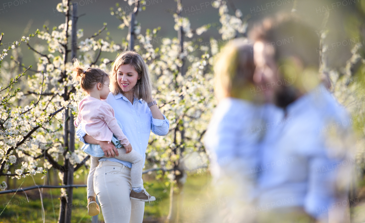 Front view of family with two small children standing outdoors in orchard in spring.