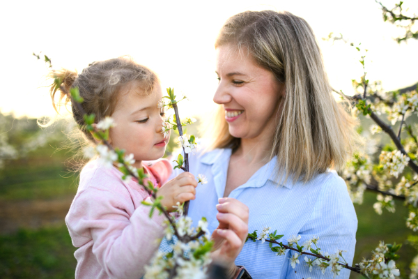 Portrait od mother with small daughter standing outdoors in orchard in spring, smelling flowers.