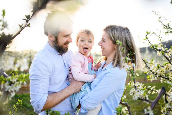 Front view of family with small daughter standing outdoors in orchard in spring, having fun.