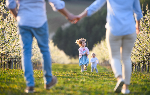 Front view of family with two small children ron a walk outdoors in orchard in spring.