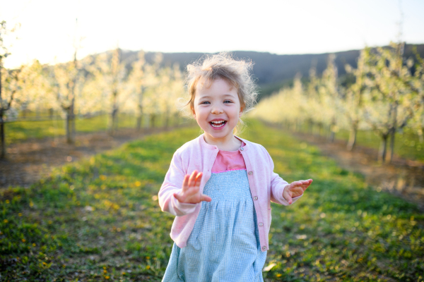 Front view of small toddler girl running outdoors in orchard in spring.