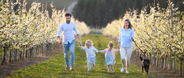 Front view of family with two small children and dog walking outdoors in orchard in spring.