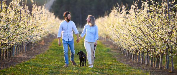 Front view of couple with dog walking outdoors in orchard in spring, holding hands.