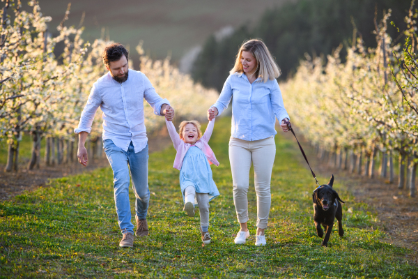 Front view of family with small daughter and dog walking outdoors in orchard in spring.