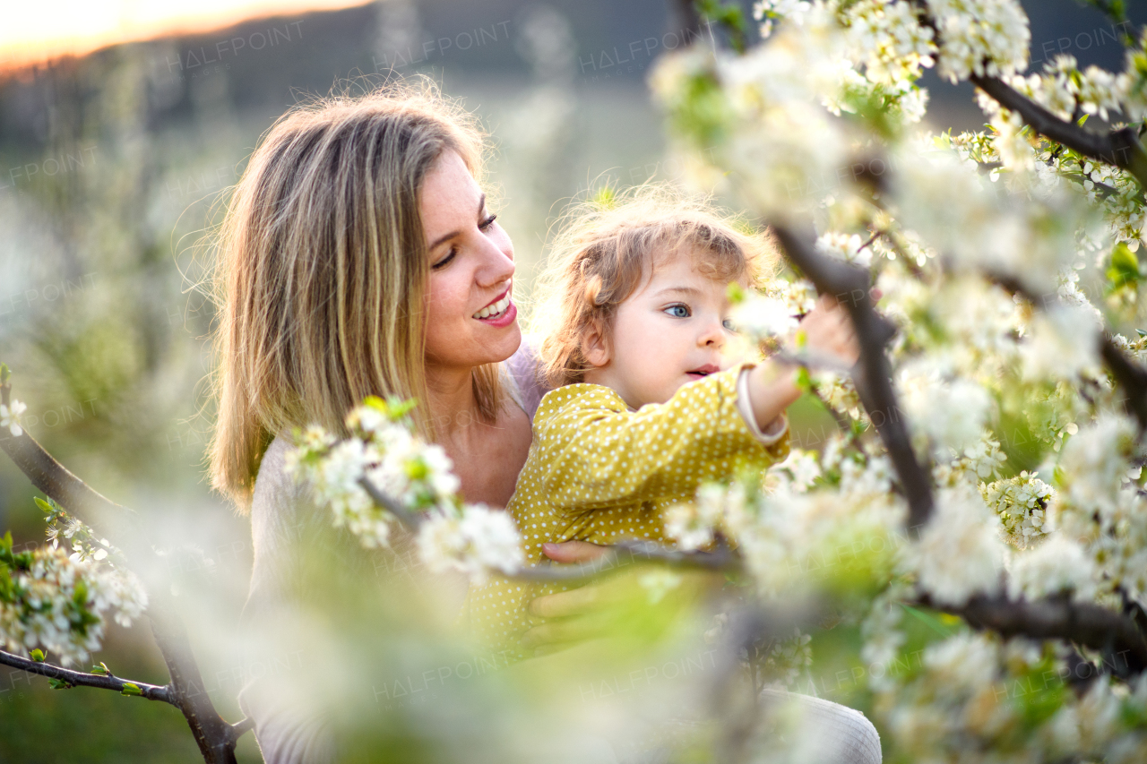 Portrait od mother with small daughter standing outdoors in orchard in spring, smelling flowers.