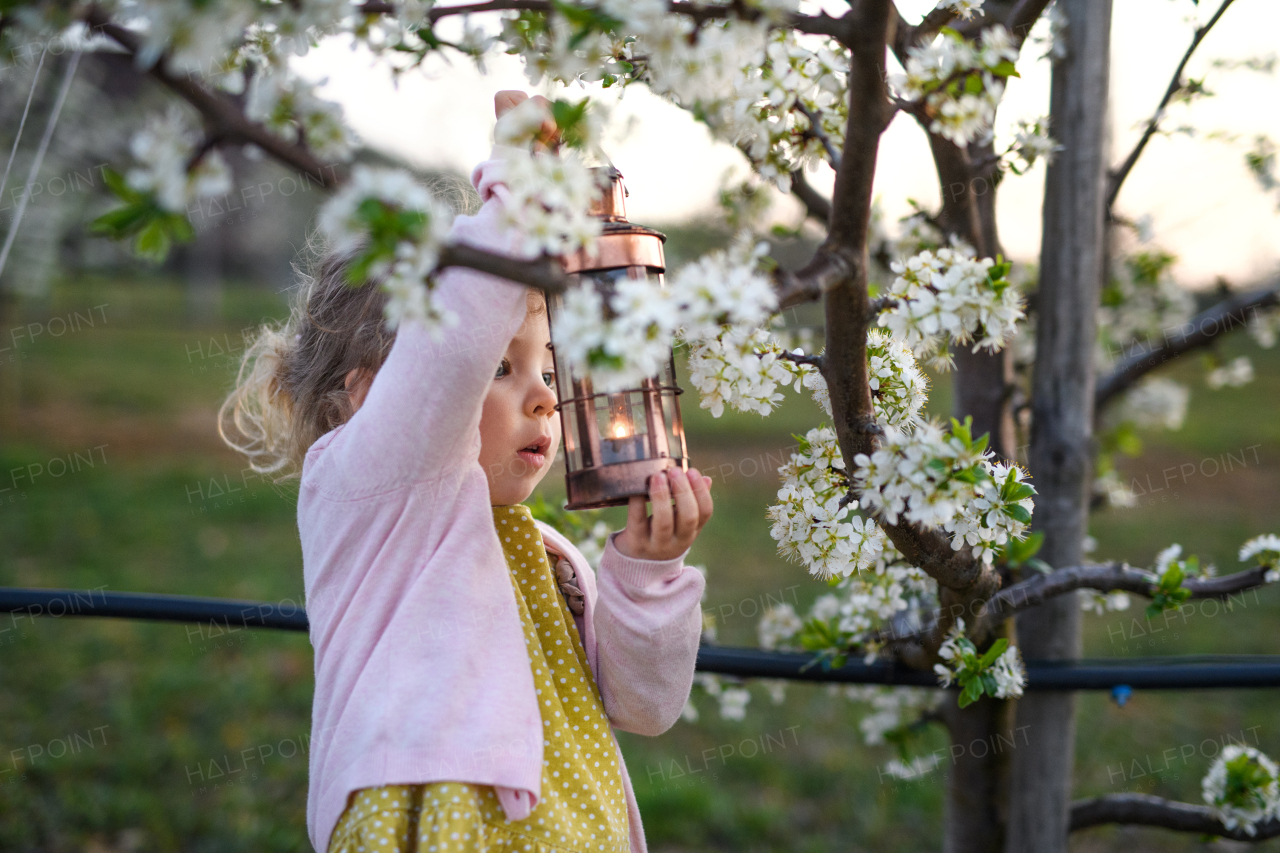 Happy small toddler girl standing outdoors in orchard in spring, holding lantern.