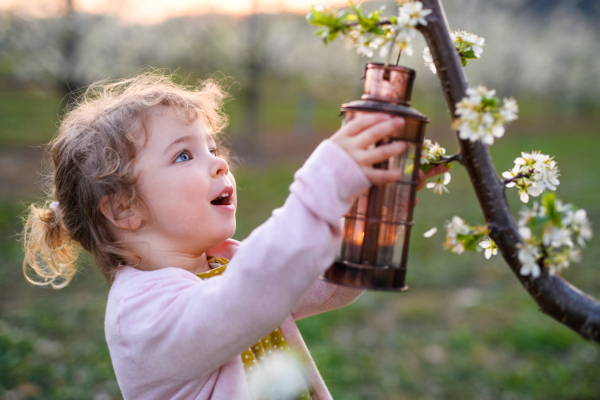 Happy small toddler girl standing outdoors in orchard in spring, holding lantern.