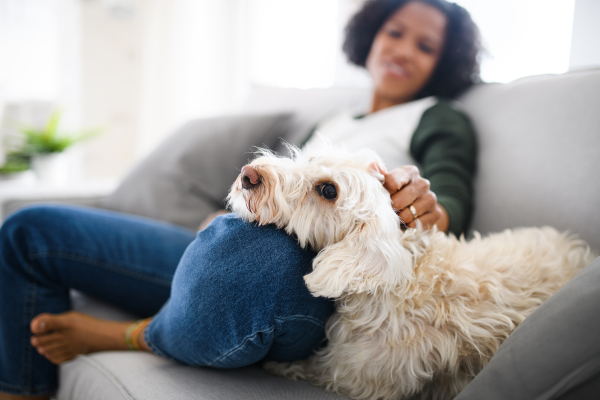 A portrait of happy mature woman sitting indoors at home, playing with dog.