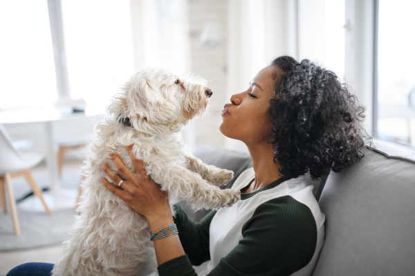 A portrait of happy mature woman sitting indoors at home, playing with dog.