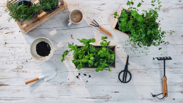 A top view of herbs in pots on table at home, sustainable and healthy lifestyle.