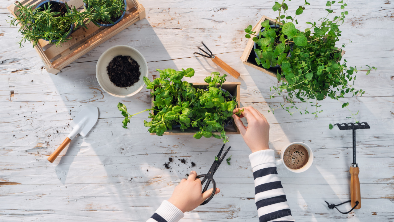 A top view of unrecognizable woman growing and using herbs at home, sustainable lifestyle.