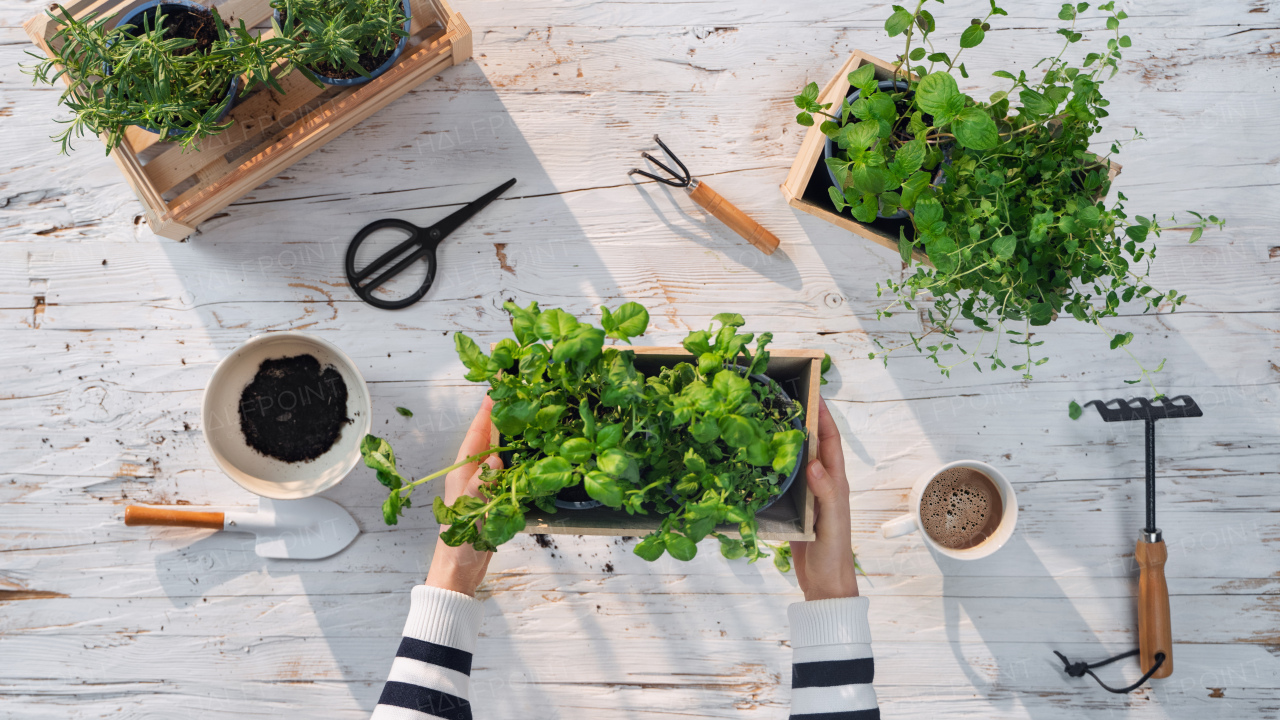 A top view of unrecognizable woman growing and using herbs at home, sustainable lifestyle.