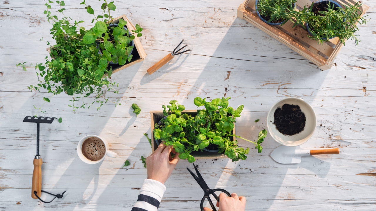 A top view of unrecognizable woman growing and using herbs at home, sustainable lifestyle.