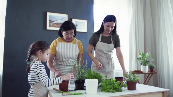 A small girl with mother and grandmother indoors at home, planting herbs.