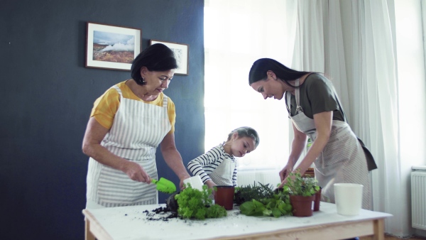 A small girl with mother and grandmother indoors at home, planting herbs.