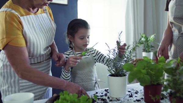 A small girl with unrecognizable mother and grandmother indoors at home, planting herbs.